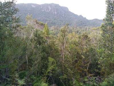 Agathis australis