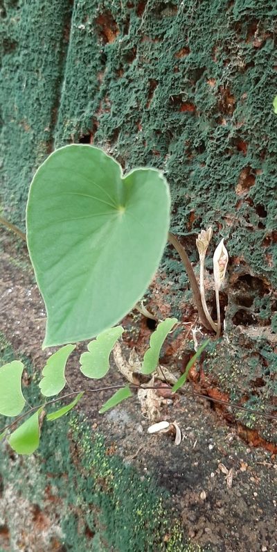 Ariopsis peltata, photographed by deepachandran