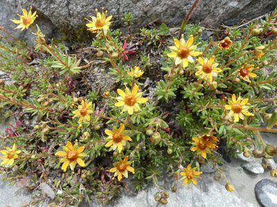Saxifraga aizoides, photographed by Jochen Essig