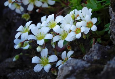 Saxifraga maderensis, photographed by desertnaturalist