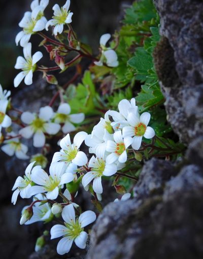 Saxifraga maderensis, photographed by desertnaturalist