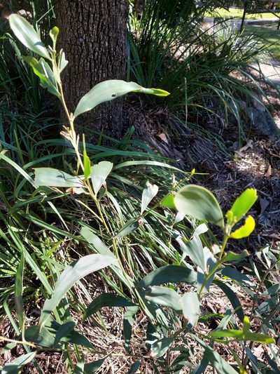 Acacia disparrima, photographed by murrayoke