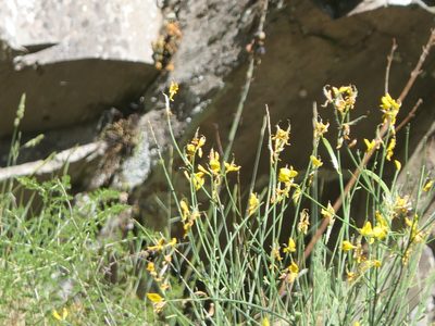 Spartium junceum, photographed by Pete Bradshaw