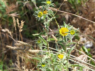 Pallenis spinosa, photographed by Pete Bradshaw