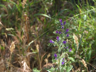 Echium vulgare, photographed by Pete Bradshaw