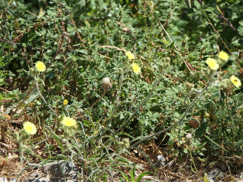 Andryala integrifolia, photographed by Pete Bradshaw
