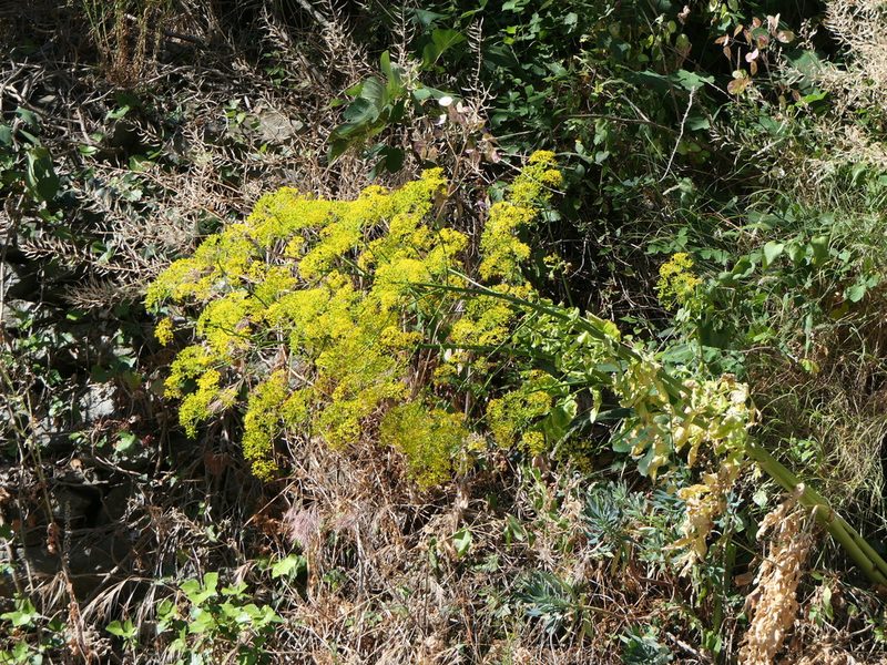 Ferula communis, photographed by Pete Bradshaw