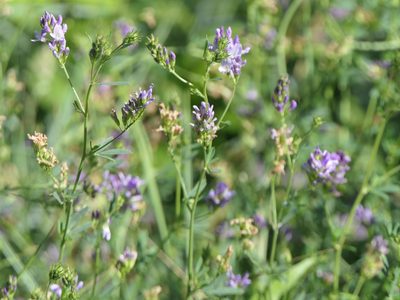 Medicago sativa, photographed by Pete Bradshaw
