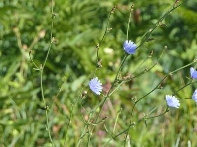 Cichorium intybus
