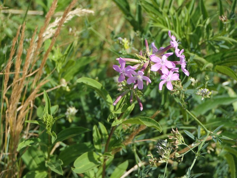 Saponaria officinalis, photographed by Pete Bradshaw