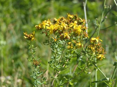 Hypericum perforatum, photographed by Pete Bradshaw