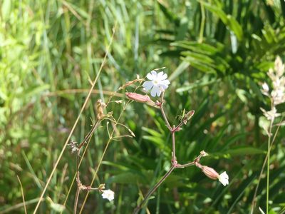 Silene latifolia, photographed by Pete Bradshaw