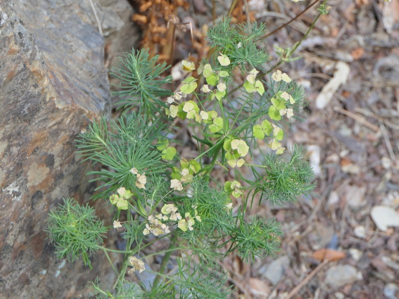 Euphorbia cyparissias, photographed by Pete Bradshaw