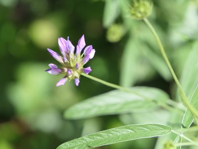 Bituminaria bituminosa, photographed by Pete Bradshaw