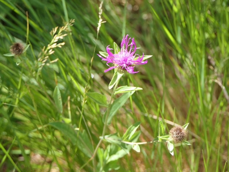 Centaurea pectinata, photographed by Pete Bradshaw