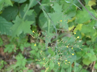 Cicerbita muralis, photographed by Pete Bradshaw