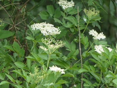Sambucus nigra, photographed by Pete Bradshaw