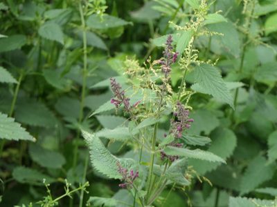Stachys sylvatica, photographed by Pete Bradshaw