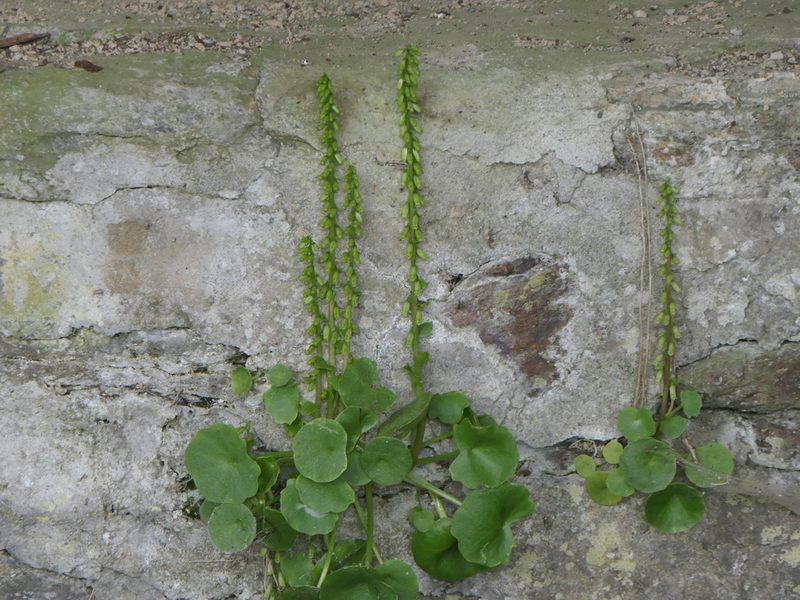 Umbilicus rupestris, photographed by Pete Bradshaw
