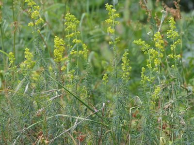 Galium verum, photographed by Pete Bradshaw
