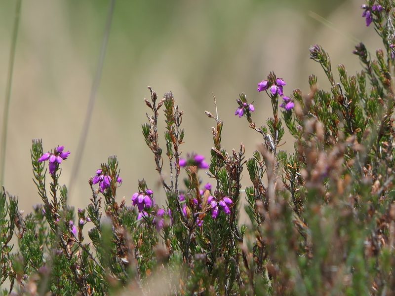 Erica cinerea, photographed by Pete Bradshaw