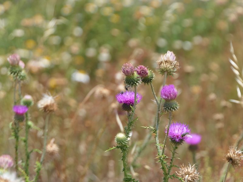 Carduus nigrescens, photographed by Pete Bradshaw