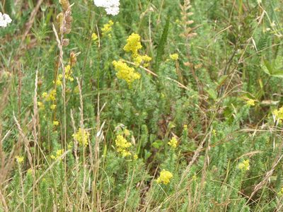 Galium verum, photographed by Pete Bradshaw
