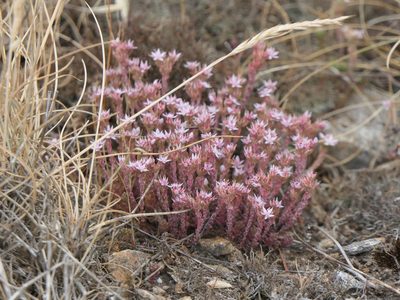 Sedum anglicum, photographed by Pete Bradshaw