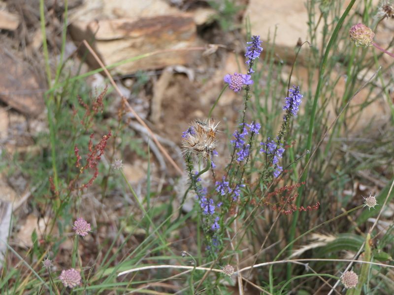 Anarrhinum bellidifolium, photographed by Pete Bradshaw
