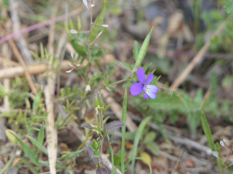 Viola tricolor, photographed by Pete Bradshaw