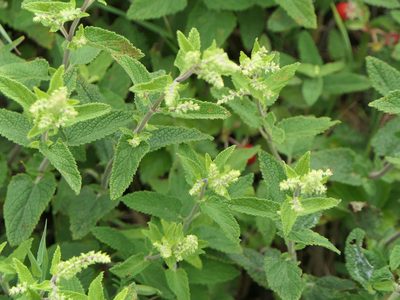 Teucrium scorodonia, photographed by Pete Bradshaw