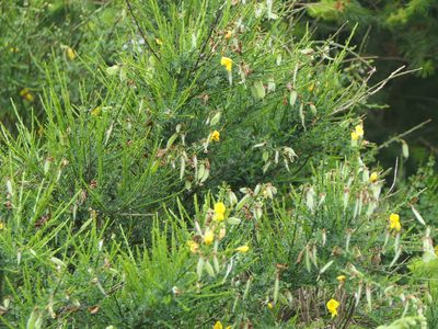 Cytisus scoparius, photographed by Pete Bradshaw