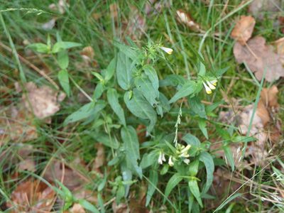 Melampyrum pratense, photographed by Pete Bradshaw