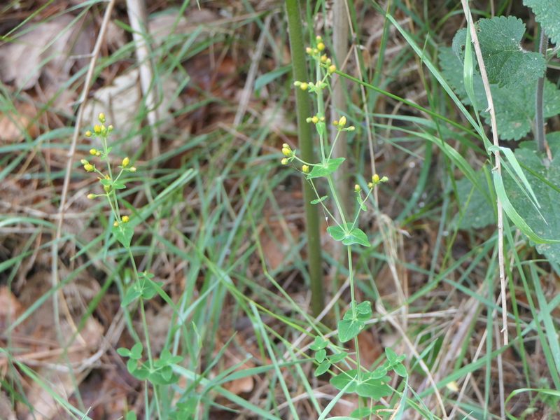 Hypericum pulchrum, photographed by Pete Bradshaw