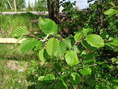 Alnus incana