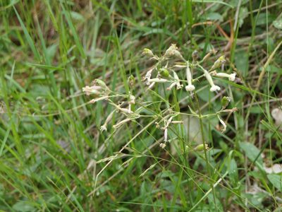 Silene nutans, photographed by Pete Bradshaw