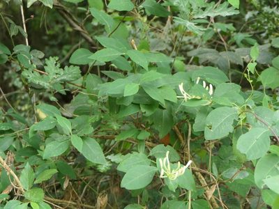 Lonicera periclymenum, photographed by Pete Bradshaw