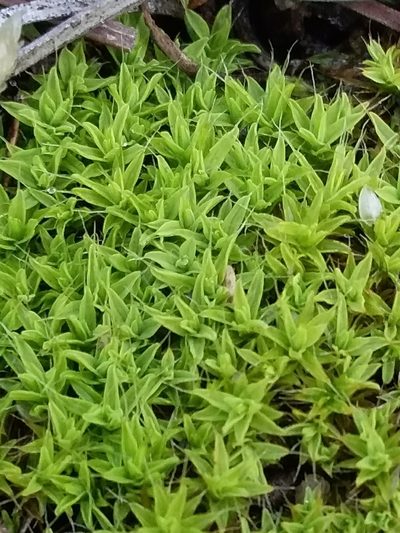 Syntrichia antarctica, photographed by insiderelic