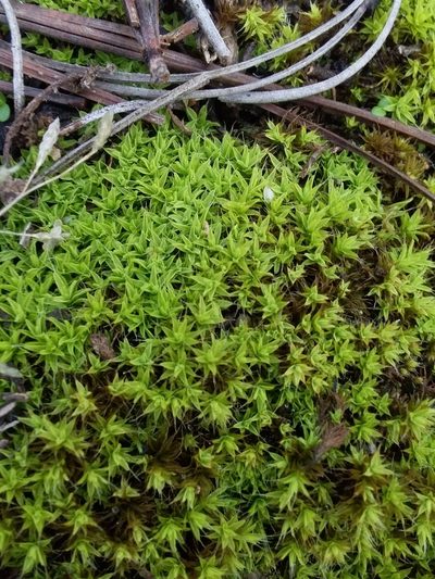 Syntrichia antarctica, photographed by insiderelic