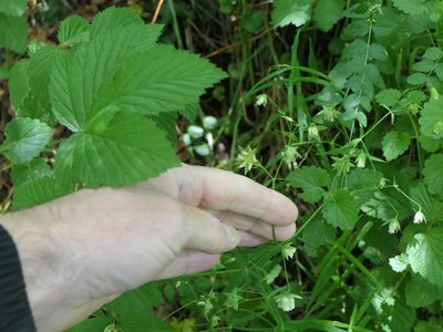 Rabelera holostea, photographed by Pete Bradshaw