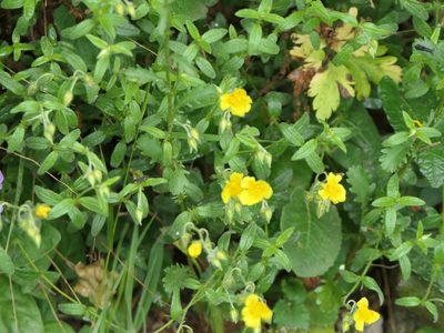 Helianthemum nummularium, photographed by Pete Bradshaw