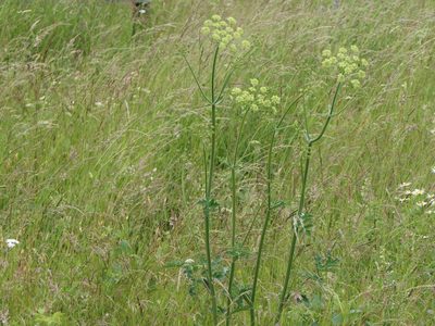 Heracleum sibiricum, photographed by Pete Bradshaw