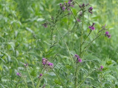 Cirsium palustre, photographed by Pete Bradshaw