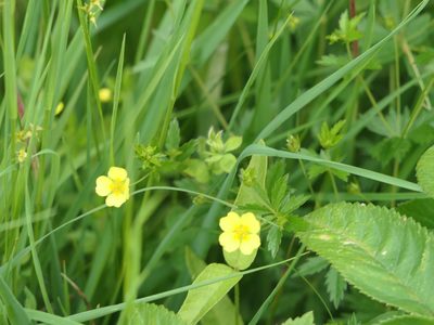 Potentilla erecta, photographed by Pete Bradshaw