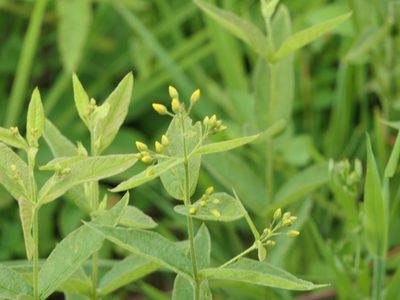Lysimachia vulgaris, photographed by Pete Bradshaw