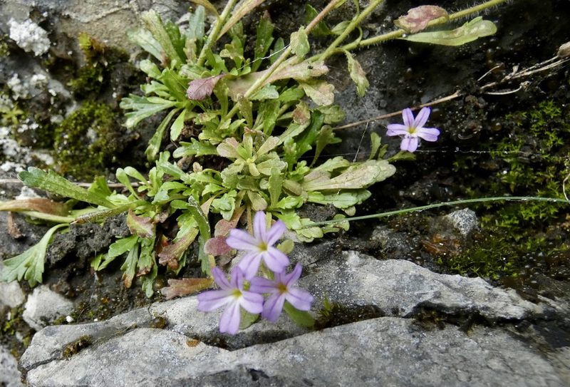 Erinus alpinus, photographed by Jochen Essig