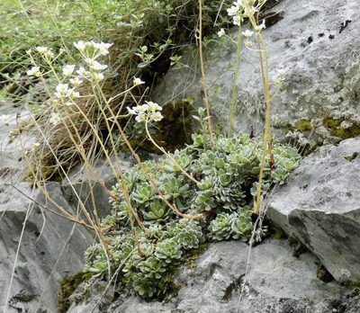 Saxifraga paniculata, photographed by Jochen Essig