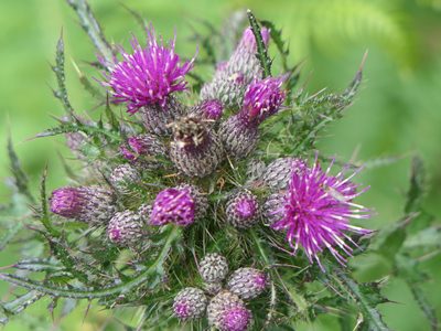 Cirsium palustre, photographed by Pete Bradshaw