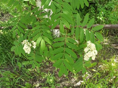 Sorbus aucuparia, photographed by Павел Демиденко