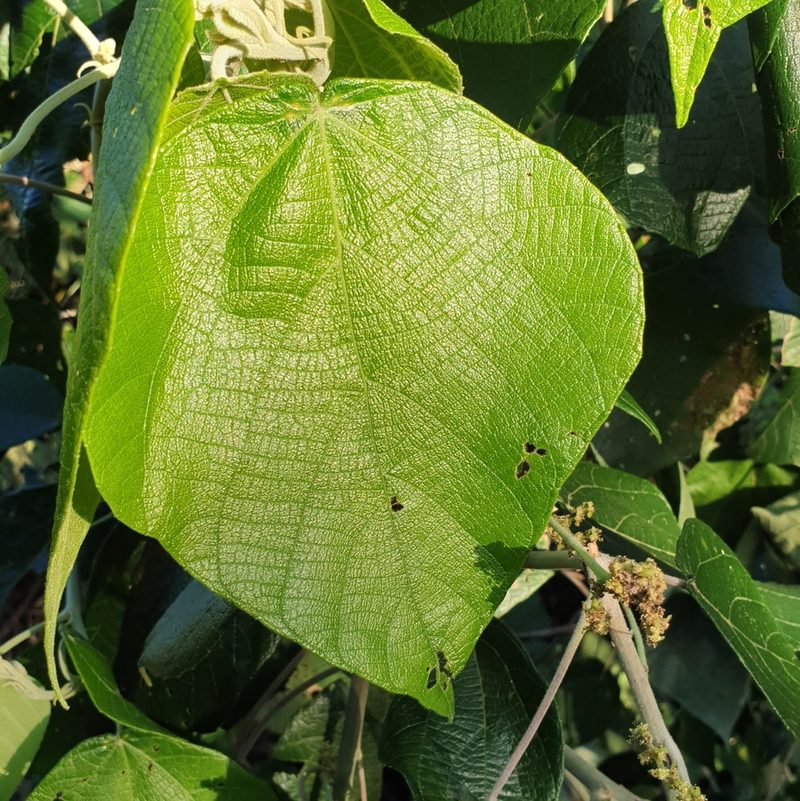 Macaranga involucrata, photographed by Jane C Frost